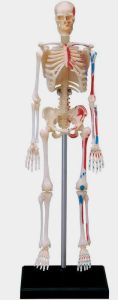 4D Human Skeleton Anatomy Model