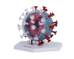 4D Vision Covid-19 model