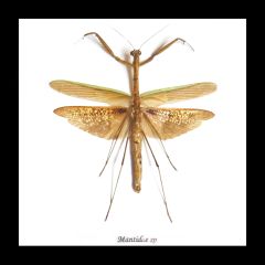 Framed Giant Praying Mantis - Mantid sp.