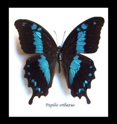 Framed Swallowtail Butterfly - Papilio Oribazus