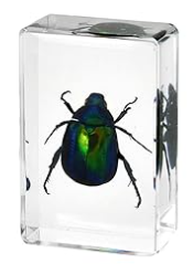 Chafer Beetle Specimen