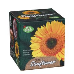 Giant Sunflower Cup