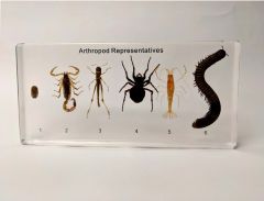 Arthropods Specimens Collection