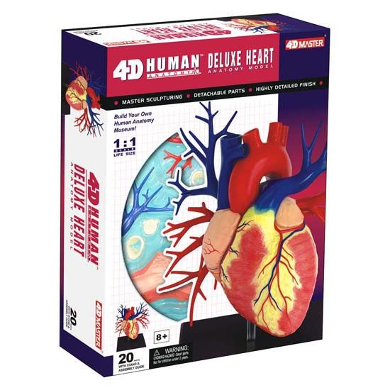 4D MASTER Human Deluxe Heart 解剖模型 4D Human Deluxe Heart Anatomy Model | Science First