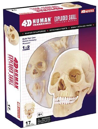 4D Human Exploded Skull Anatomy Model | Science First