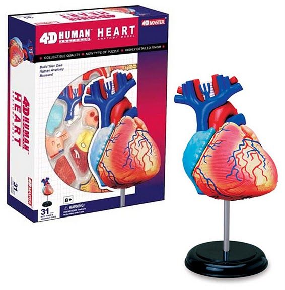 4D Human Heart Anatomy Model | Science First